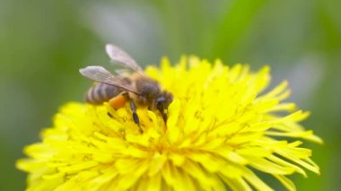 Sarı bir karahindiba çiçeğiyle beslenen bal arısı, ilkbaharda güneşli bir gün, yavaş çekim videosu, kapan makro