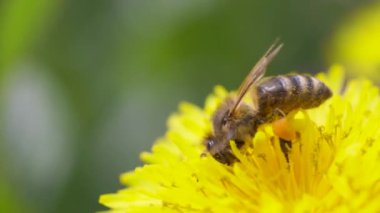 Sarı bir karahindiba çiçeğiyle beslenen bal arısı, ilkbaharda güneşli bir gün, yavaş çekim videosu, kapan makro