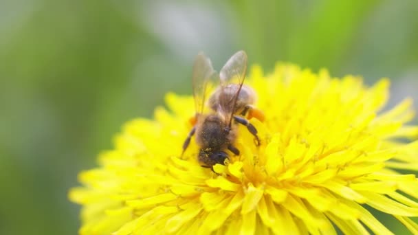 黄色いタンポポの花にミツバチの餌 春の晴れた日 スローモーションビデオ 閉じる マクロ — ストック動画