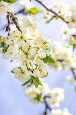Beyaz erik çiçekli bahar arkaplan sanatı. Çiçek açan ağaç ve güneş ışığıyla güzel bir doğa sahnesi. Bulanık arkaplan. Sığ alan derinliği.