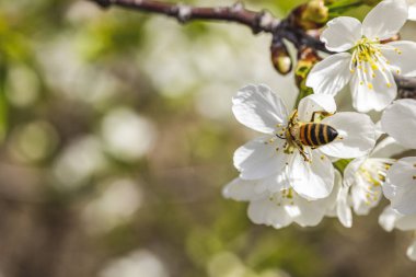 Çiçek açan kiraz çiçeğiyle beslenen bal arısı. Çiçek açan ağaç ve güneş ışığıyla güzel bir doğa sahnesi. Bulanık arkaplan. Sığ alan derinliği.