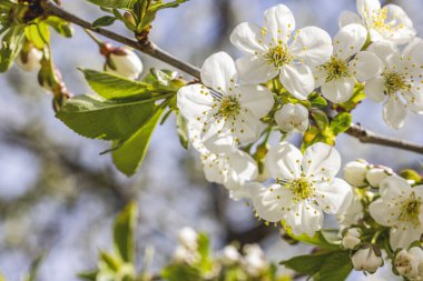 Bahar arka plan sanat ile beyaz kiraz çiçeği. Çiçek açan ağaç ve güneş ile güzel doğa manzara flare. Arka plan bulanık. Sığ derinlik-in tarla.