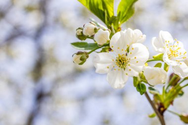 Bahar arka plan sanat ile beyaz kiraz çiçeği. Çiçek açan ağaç ve güneş ile güzel doğa manzara flare. Arka plan bulanık. Sığ derinlik-in tarla.