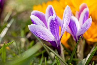 Güzel bahar Menekşe beyaz ve sarı çiçekler çiğdemler güneş ışınları altında güneşli bahar ormandaki bokeh arka plan üzerinde. Tatil günleri Paskalya, Sevgililer günü, anneler günü resim kopya alanı ile. Tonda