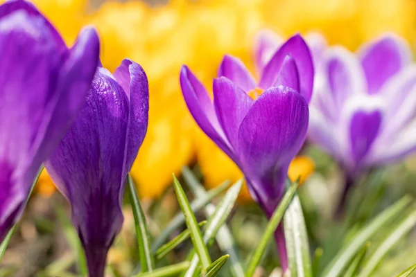 Güzel bahar Menekşe beyaz ve sarı çiçekler çiğdemler güneş ışınları altında güneşli bahar ormandaki bokeh arka plan üzerinde. Tatil günleri Paskalya, Sevgililer günü, anneler günü resim kopya alanı ile. Tonda