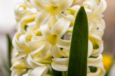 Beyaz sümbül çiçeği, arka planda izole bir makro. Sümbül dalında çiçekler, tomurcuklar, yakın.