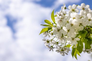 Mavi arka planda beyaz kiraz çiçekli bahar arkaplan sanatı. Çiçek açan ağaç ve güneş ışığıyla güzel bir doğa sahnesi. Bulanık arkaplan. Sığ alan derinliği