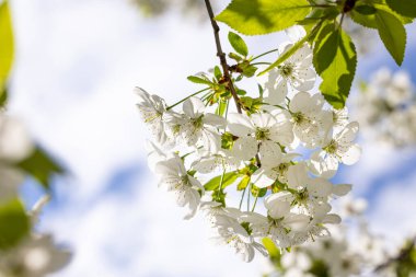 Bahar arka plan sanat ile beyaz kiraz çiçeği. Çiçek açan ağaç ve güneş ile güzel doğa manzara flare. Arka plan bulanık. Sığ derinlik-in tarla