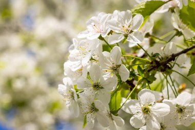Bahar arka plan sanat ile beyaz kiraz çiçeği. Çiçek açan ağaç ve güneş ile güzel doğa manzara flare. Arka plan bulanık. Sığ derinlik-in tarla