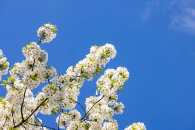 Mavi arka planda beyaz kiraz çiçekli bahar arkaplan sanatı. Çiçek açan ağaç ve güneş ışığıyla güzel bir doğa sahnesi. Bulanık arkaplan. Sığ alan derinliği