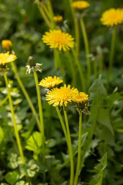 Baharda bahçede çiçek açan sarı karahindiba çiçekleri. Taraxacum officinale. Baharda çayırdaki parlak, sıradan karahindibalardan oluşan makroyu kapat.