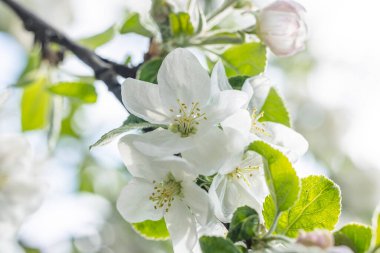 Mavi arka planda beyaz elma çiçekli bahar arkaplan sanatı. Çiçek açan ağaç ve güneş ışığıyla güzel bir doğa sahnesi. Bulanık arkaplan. Sığ alan derinliği