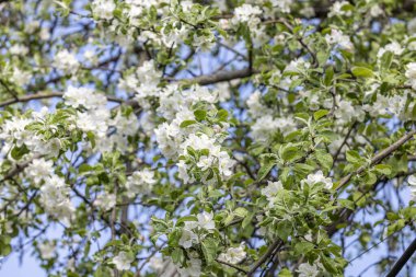 Mavi arka planda beyaz elma çiçekli bahar arkaplan sanatı. Çiçek açan ağaç ve güneş ışığıyla güzel bir doğa sahnesi. Bulanık arkaplan. Sığ alan derinliği