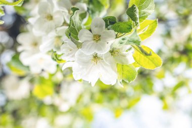 Mavi arka planda beyaz elma çiçekli bahar arkaplan sanatı. Çiçek açan ağaç ve güneş ışığıyla güzel bir doğa sahnesi. Bulanık arkaplan. Sığ alan derinliği