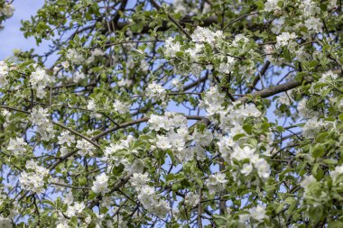 Spring background art with white apple blossom on blue sky background. Beautiful nature scene with blooming tree and sun flare. Abstract blurred background. Shallow depth of field