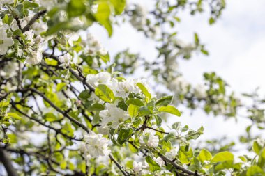 Mavi arka planda beyaz elma çiçekli bahar arkaplan sanatı. Çiçek açan ağaç ve güneş ışığıyla güzel bir doğa sahnesi. Bulanık arkaplan. Sığ alan derinliği