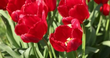 Yazın veya baharın ortasında güneş ışığı altındaki kırmızı lalelerin güzel manzarası. Yavaş çekim videosu. Çiçek laleleri arkaplanı.