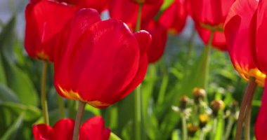 Yazın veya baharın ortasında güneş ışığı altındaki kırmızı lalelerin güzel manzarası. Yavaş çekim videosu. Çiçek laleleri arkaplanı.