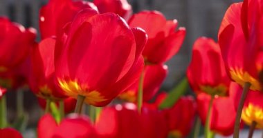 Yazın veya baharın ortasında güneş ışığı altındaki kırmızı lalelerin güzel manzarası. Yavaş çekim videosu. Çiçek laleleri arkaplanı.