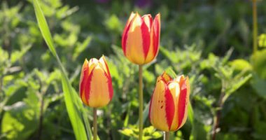 Yazın veya baharın ortasında güneş ışığı altındaki sarı kırmızı lalelerin güzel manzarası. Yavaş çekim videosu. Çiçek laleleri arkaplanı.