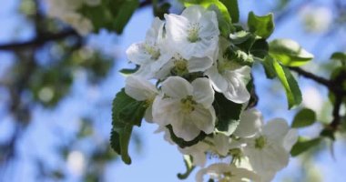 Mavi arka planda beyaz elma çiçekli bahar arkaplan sanatı. Yavaş çekim videosu. Çiçek açan ağaç ve güneş ışığıyla güzel bir doğa sahnesi