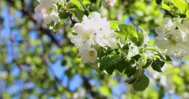 Mavi arka planda beyaz elma çiçekli bahar arkaplan sanatı. Yavaş çekim videosu. Çiçek açan ağaç ve güneş ışığıyla güzel bir doğa sahnesi