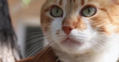 Slow motion of close up portrait of beautiful red white cat in sunny light breeze spring day