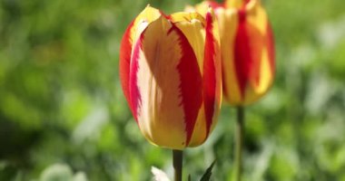 Yazın veya baharın ortasında güneş ışığı altındaki sarı kırmızı lalelerin güzel manzarası. Yavaş çekim videosu. Çiçek laleleri arkaplanı.