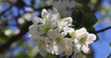 Mavi arka planda beyaz elma çiçekli bahar arkaplan sanatı. Yavaş çekim videosu. Çiçek açan ağaç ve güneş ışığıyla güzel bir doğa sahnesi