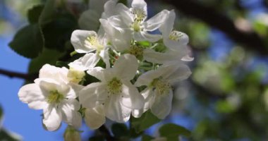 Mavi arka planda beyaz elma çiçekli bahar arkaplan sanatı. Yavaş çekim videosu. Çiçek açan ağaç ve güneş ışığıyla güzel bir doğa sahnesi
