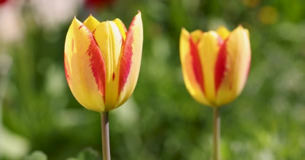 Beautiful View Yellow Red Tulips Sunlight Landscape Middle Spring Summer — Video Stock