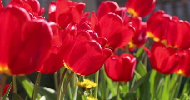 Beautiful View Red Tulips Sunlight Landscape Middle Spring Summer Slow — Stockvideo