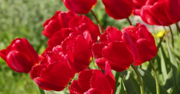 Beautiful view of red tulips under sunlight landscape at the middle of spring or summer. Slow motion video. Flower tulips background.