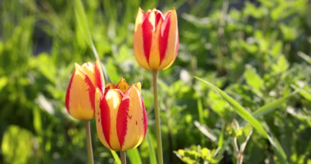 Beautiful view of yellow red tulips under sunlight landscape at the middle of spring or summer. Slow motion video. Flower tulips background.