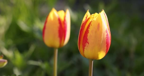 Beautiful View Yellow Red Tulips Sunlight Landscape Middle Spring Summer — Stockvideo