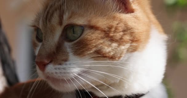 Slow Motion Close Portrait Beautiful Red White Cat Sunny Light — Stockvideo
