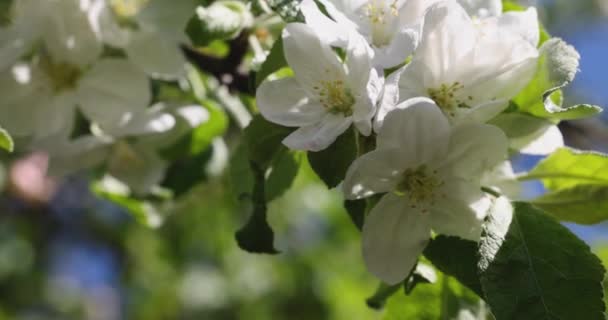 Spring Background Art White Apple Blossom Blue Sky Background Slow — Stock video