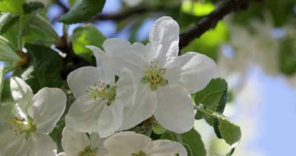 Wiosenne Tło Sztuki Białym Kwiatem Jabłka Tle Błękitnego Nieba Filmik — Wideo stockowe
