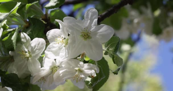Spring Background Art White Apple Blossom Blue Sky Background Slow — ストック動画