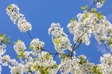 Mavi arka planda beyaz kiraz çiçekli bahar arkaplan sanatı. Çiçek açan ağaç ve güneş ışığıyla güzel bir doğa sahnesi