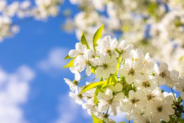 Spring background art with white cherry blossom on blue sky background. Beautiful nature scene with blooming tree and sun flare