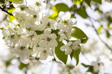 Beyaz kiraz çiçekli bahar arkaplan sanatı. Çiçek açan ağaç ve güneş ışığıyla güzel bir doğa sahnesi