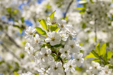 Beyaz kiraz çiçekli bahar arkaplan sanatı. Çiçek açan ağaç ve güneş ışığıyla güzel bir doğa sahnesi