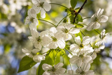 Beyaz kiraz çiçekli bahar arkaplan sanatı. Çiçek açan ağaç ve güneş ışığıyla güzel bir doğa sahnesi