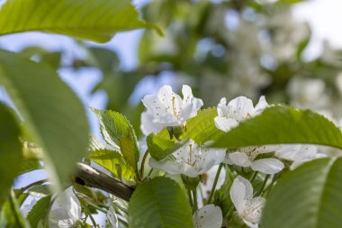Beyaz kiraz çiçekli bahar arkaplan sanatı. Çiçek açan ağaç ve güneş ışığıyla güzel bir doğa sahnesi