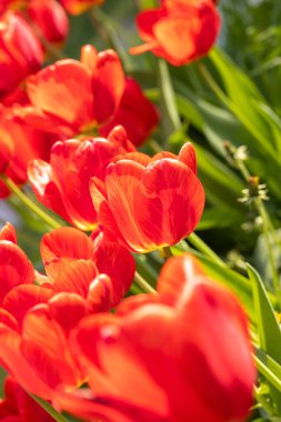 Yazın veya baharın ortasında güneş ışığı altındaki kırmızı lalelerin güzel manzarası. Çiçek laleleri arkaplanı.