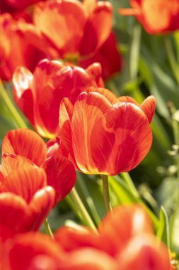 Yazın veya baharın ortasında güneş ışığı altındaki kırmızı lalelerin güzel manzarası. Çiçek laleleri arkaplanı.