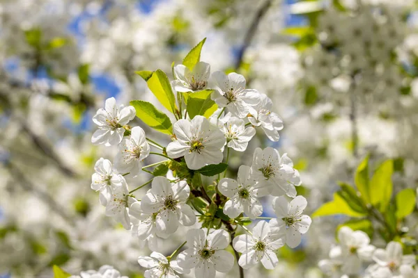 Beyaz kiraz çiçekli bahar arkaplan sanatı. Çiçek açan ağaç ve güneş ışığıyla güzel bir doğa sahnesi
