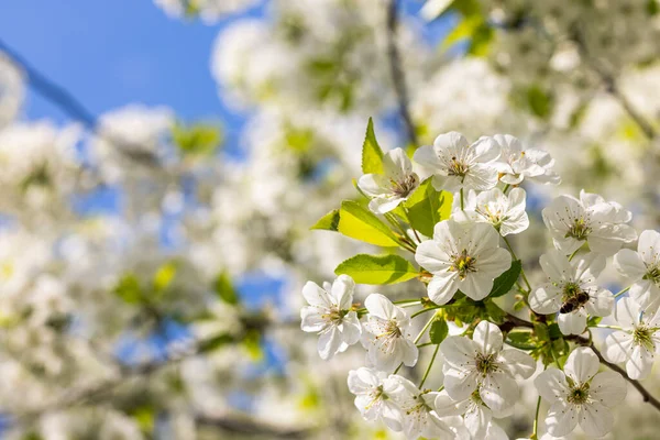 Beyaz kiraz çiçekli bahar arkaplan sanatı. Çiçek açan ağaç ve güneş ışığıyla güzel bir doğa sahnesi