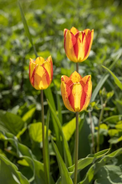 Bella Vista Tulipani Gialli Rossi Sotto Luce Del Sole Paesaggio — Foto Stock